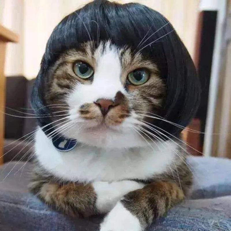 Pet Wig Hats