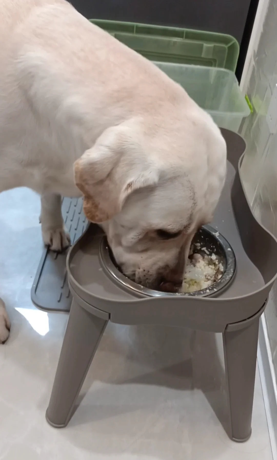 Elevated Dog Bowls