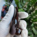 Hand-Polished Rosewood Thorn for Personal Protection - 图片 10